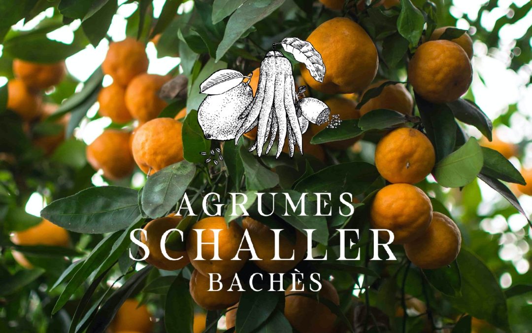 CITÉ DES AGRUMES SCHALLER-BACHÈS, Eus