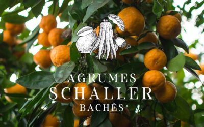 CITÉ DES AGRUMES SCHALLER-BACHÈS, Eus